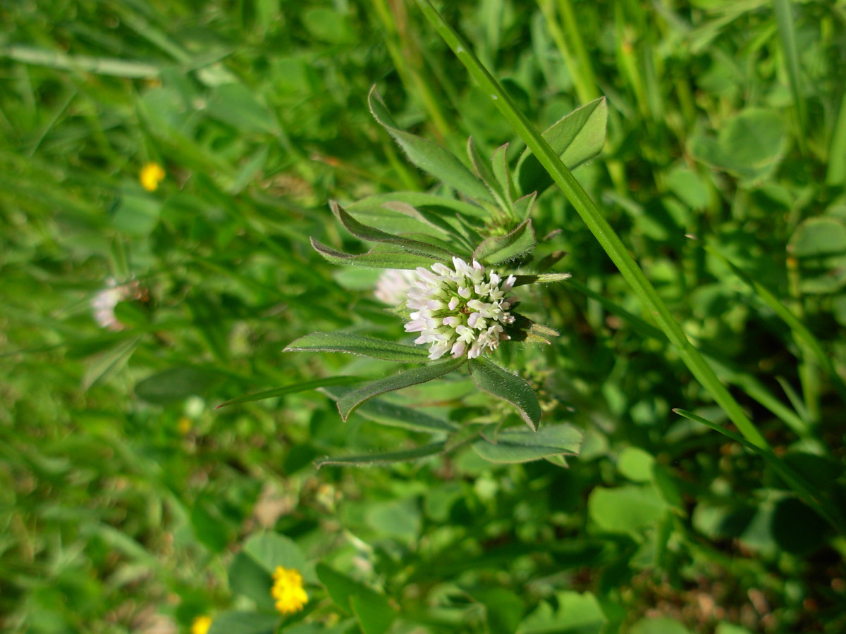 Trifolium squamosum L.